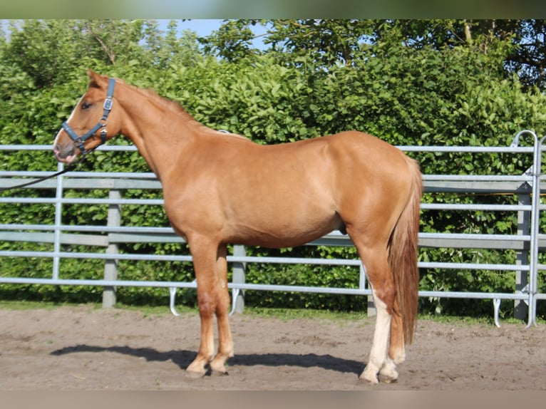 Poni alemán Caballo castrado 2 años 150 cm Red Dun/Cervuno in Heemskerk