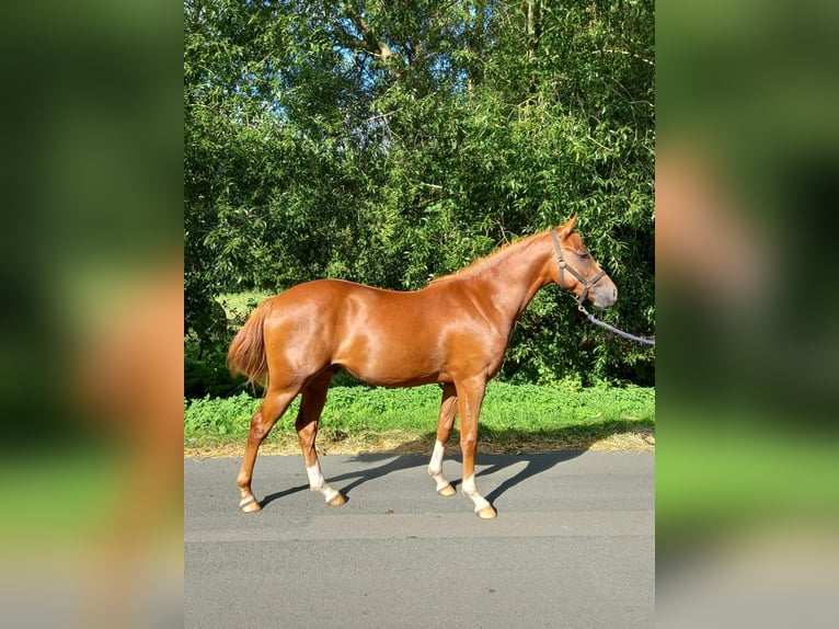 Poni alemán Caballo castrado 2 años 151 cm Alazán in Badbergen