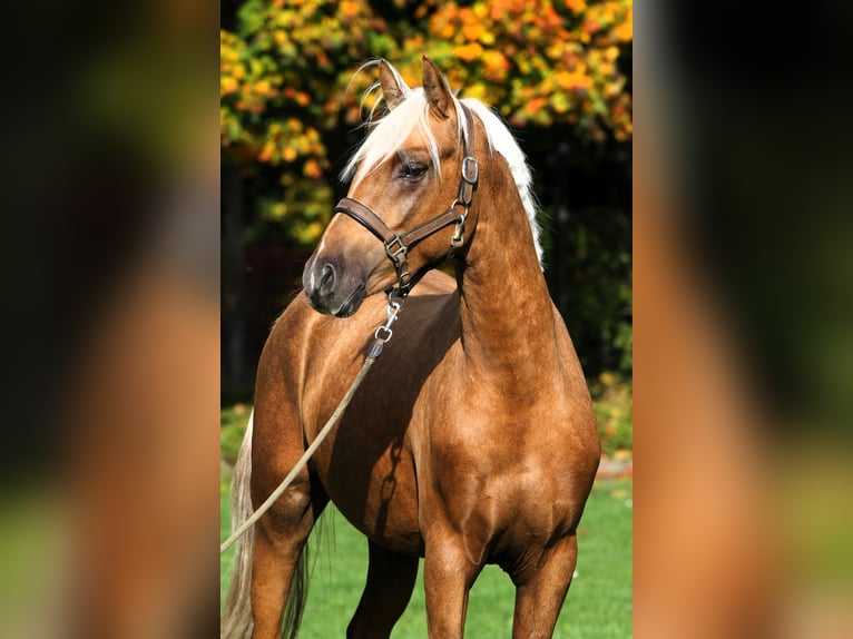 Poni alemán Caballo castrado 2 años 152 cm Palomino in Rehburg-Loccum M&#xFC;nchehagen