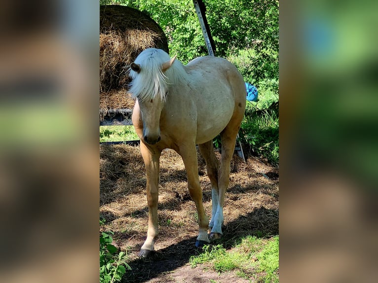 Poni alemán Caballo castrado 2 años 155 cm Palomino in Krüssau