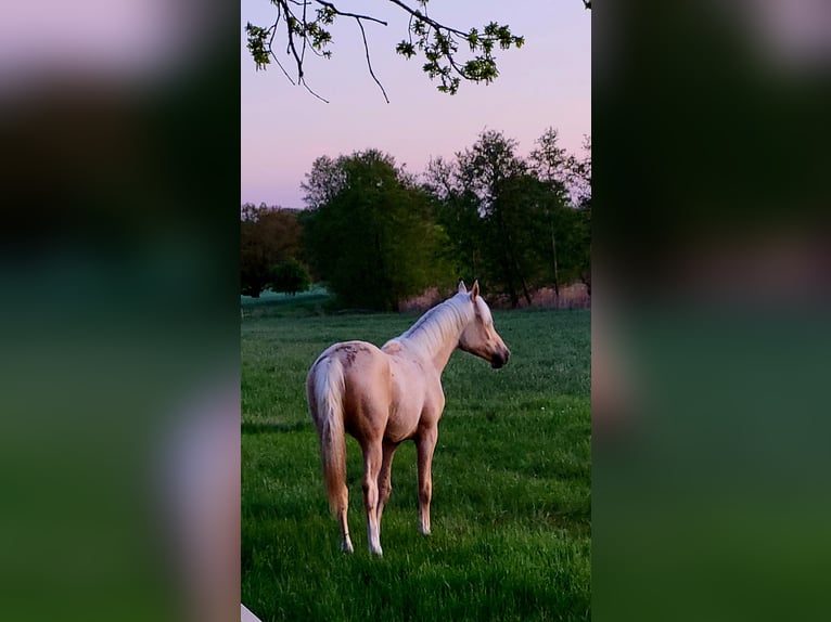 Poni alemán Caballo castrado 2 años 155 cm Palomino in Krüssau