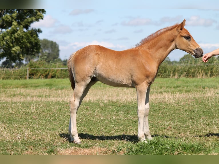 Poni alemán Caballo castrado 2 años Alazán in Nordholz