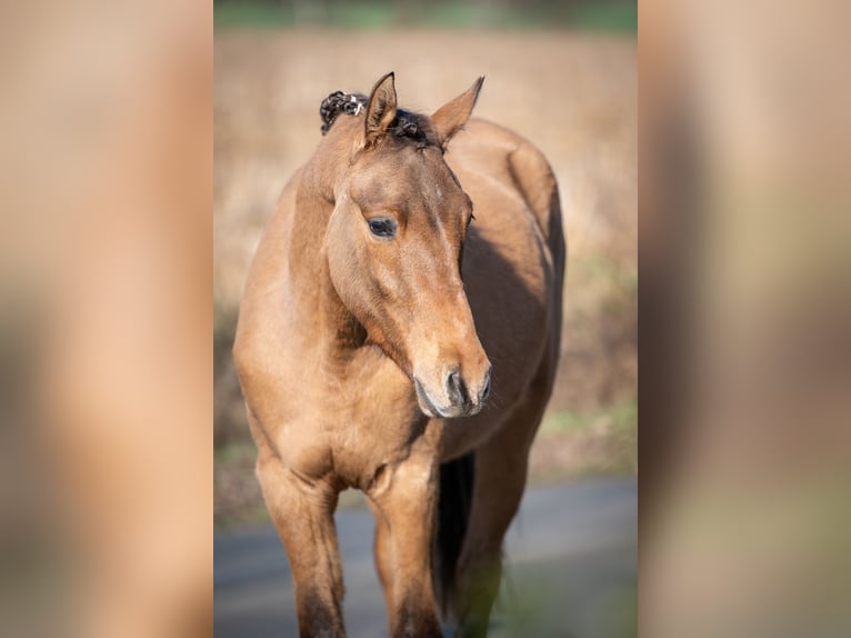 Poni alemán Caballo castrado 2 años Bayo in Merzen