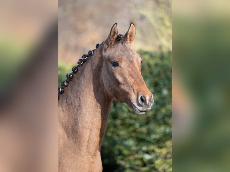 Poni alemán Caballo castrado 2 años Bayo in Merzen