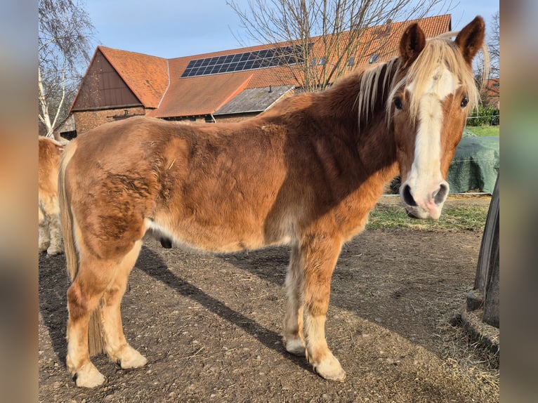Poni alemán Mestizo Caballo castrado 30 años 147 cm Alazán in Hameln