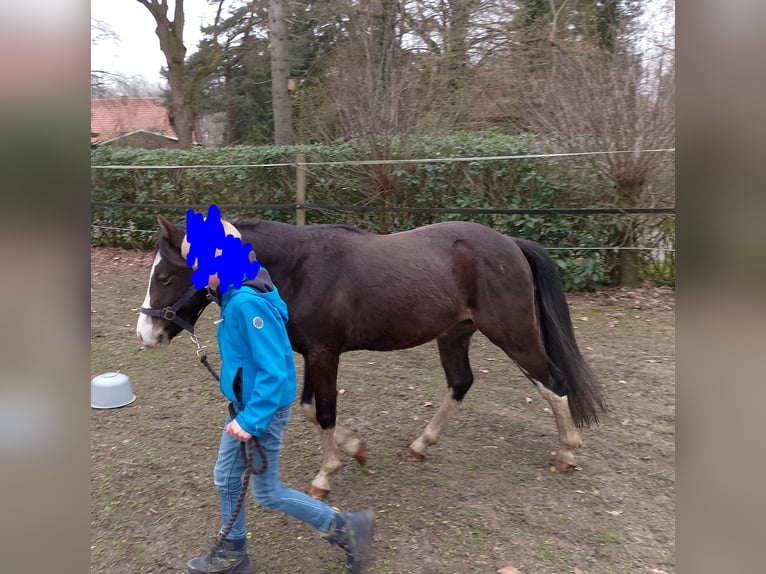 Poni alemán Caballo castrado 3 años 125 cm Castaño oscuro in Garrel
