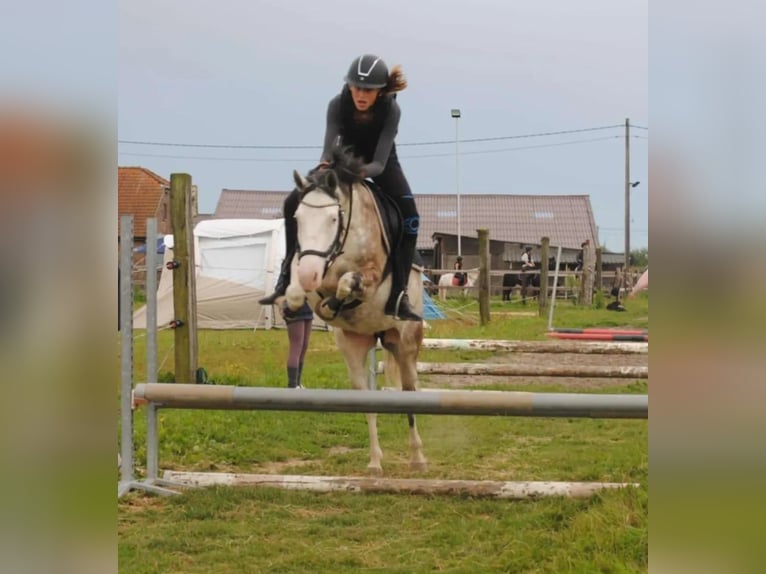 Poni alemán Mestizo Caballo castrado 3 años 135 cm Cremello in Erlensee