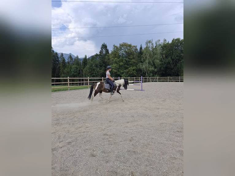 Poni alemán Caballo castrado 3 años 135 cm Pío in Bischofshofen