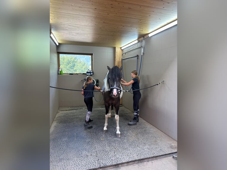 Poni alemán Caballo castrado 3 años 135 cm Pío in Bischofshofen