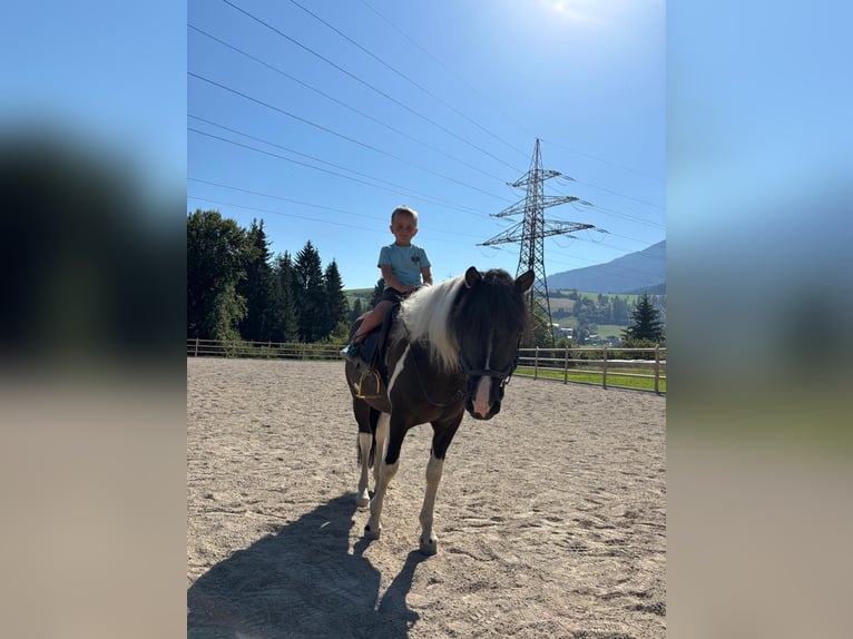 Poni alemán Caballo castrado 3 años 135 cm Pío in Bischofshofen