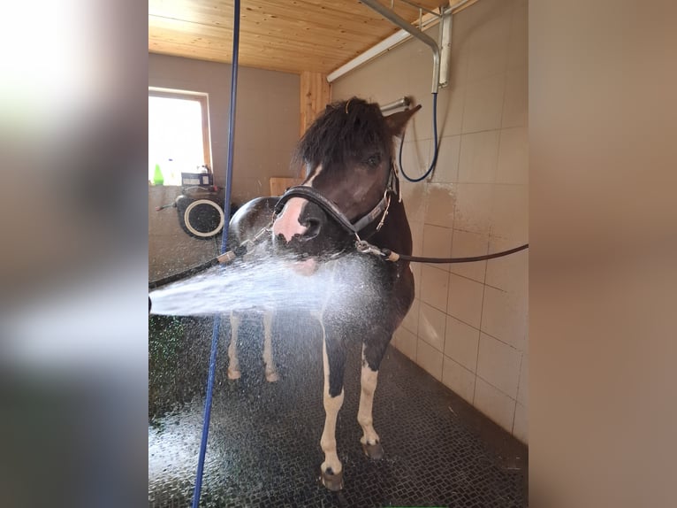Poni alemán Caballo castrado 3 años 135 cm Pío in Bischofshofen