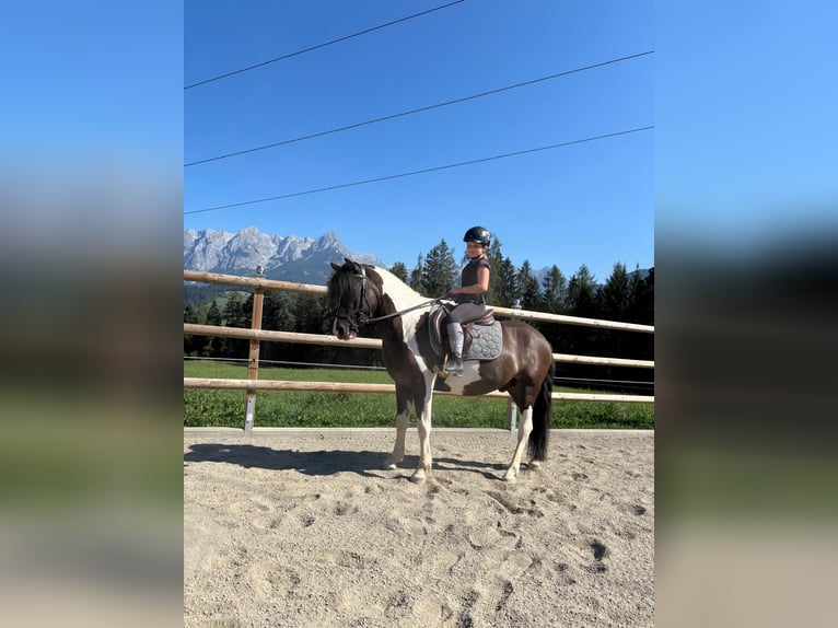 Poni alemán Caballo castrado 3 años 135 cm Pío in Bischofshofen