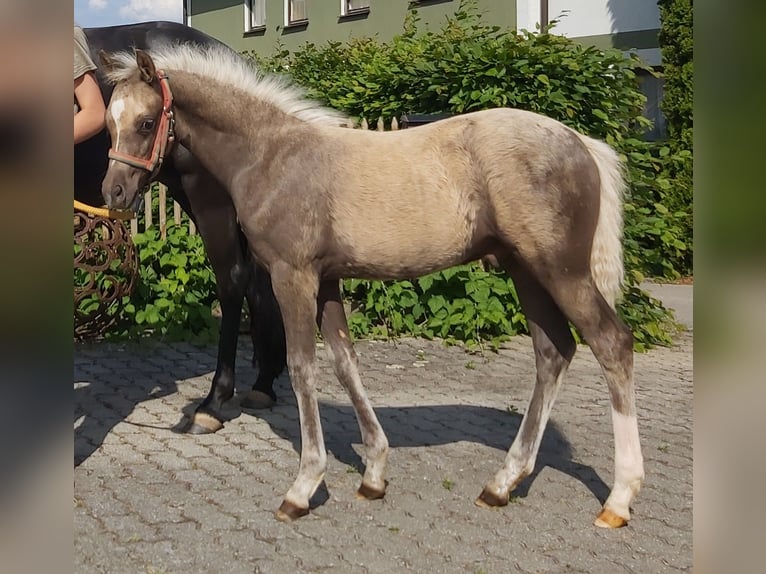 Poni alemán Caballo castrado 3 años 136 cm Palomino in Deining