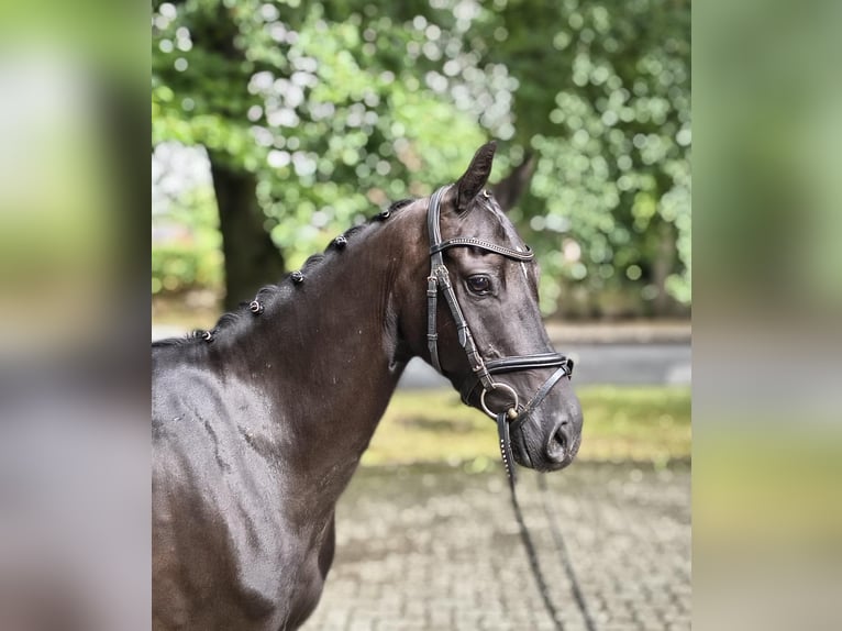 Poni alemán Caballo castrado 3 años 138 cm Negro in Fredenbeck