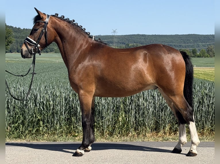 Poni alemán Mestizo Caballo castrado 3 años 138 cm Pío in Riedlingen