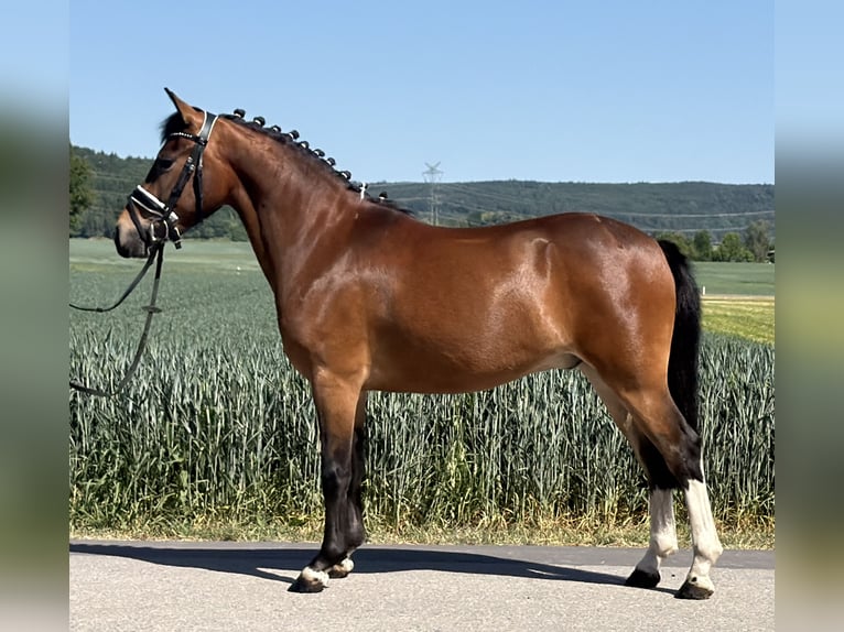 Poni alemán Mestizo Caballo castrado 3 años 138 cm Pío in Riedlingen