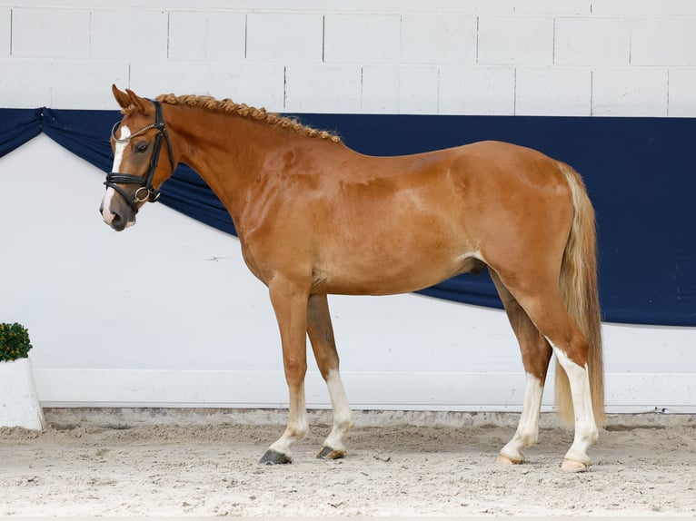 Poni alemán Caballo castrado 3 años 139 cm Alazán in Marsberg