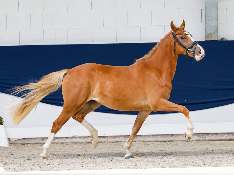 Poni alemán Caballo castrado 3 años 139 cm Alazán in Marsberg
