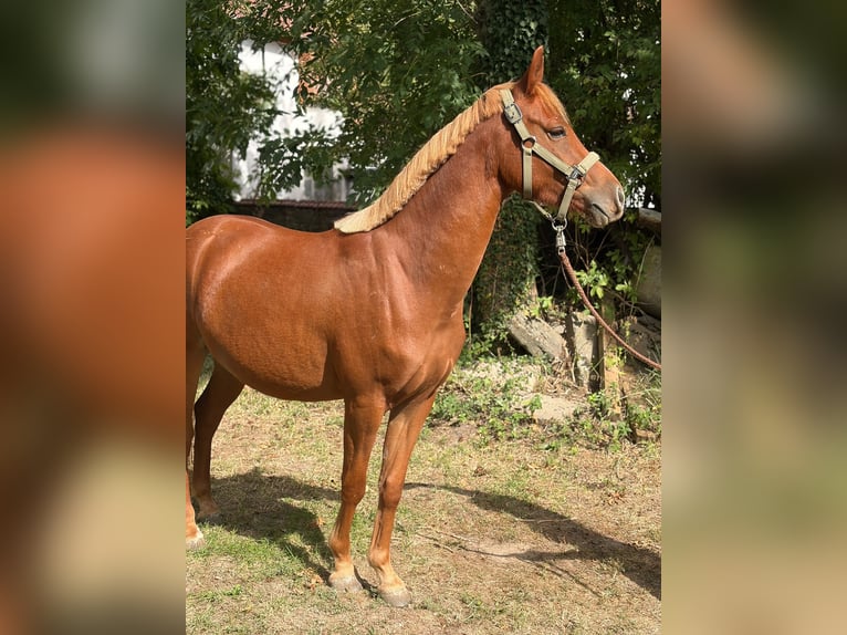 Poni alemán Caballo castrado 3 años 139 cm Alazán in Wunstorf