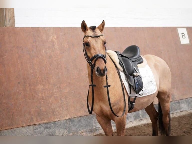 Poni alemán Caballo castrado 3 años 139 cm Buckskin/Bayo in Buchholz in der Nordheide