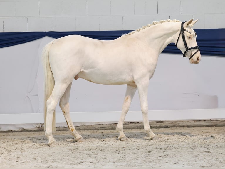 Poni alemán Caballo castrado 3 años 139 cm Cremello in Marsberg