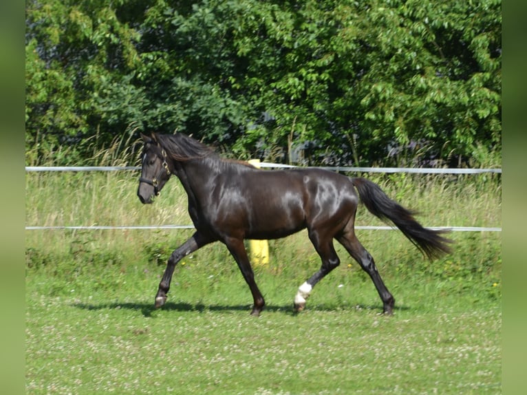 Poni alemán Caballo castrado 3 años 139 cm Negro in Lingen