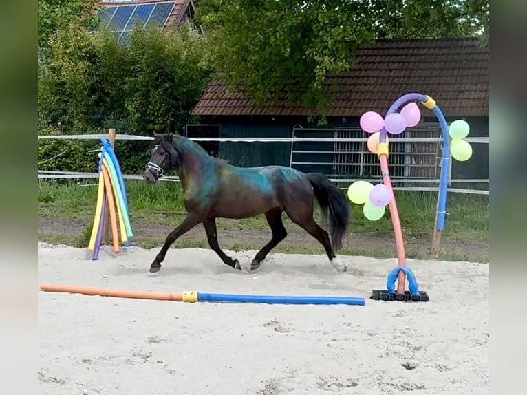Poni alemán Caballo castrado 3 años 139 cm Negro in Lingen