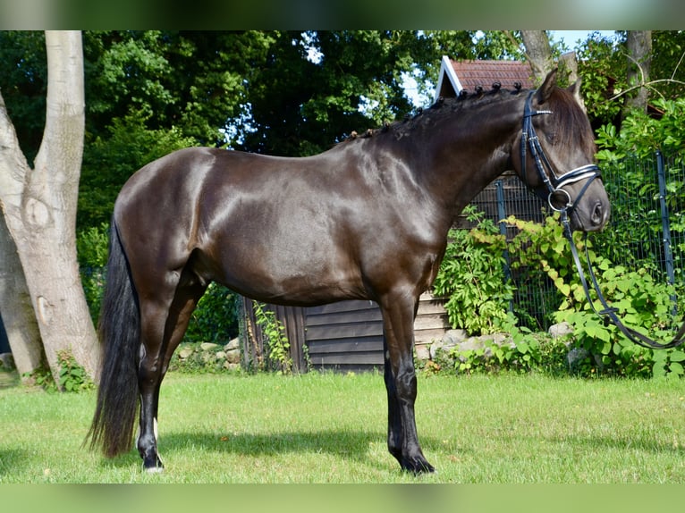 Poni alemán Caballo castrado 3 años 139 cm Negro in Lingen