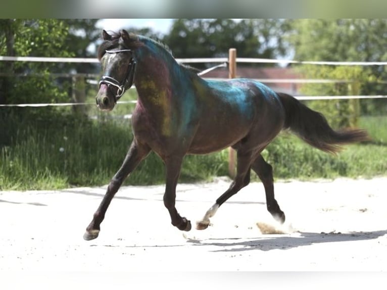 Poni alemán Caballo castrado 3 años 139 cm Negro in Lingen