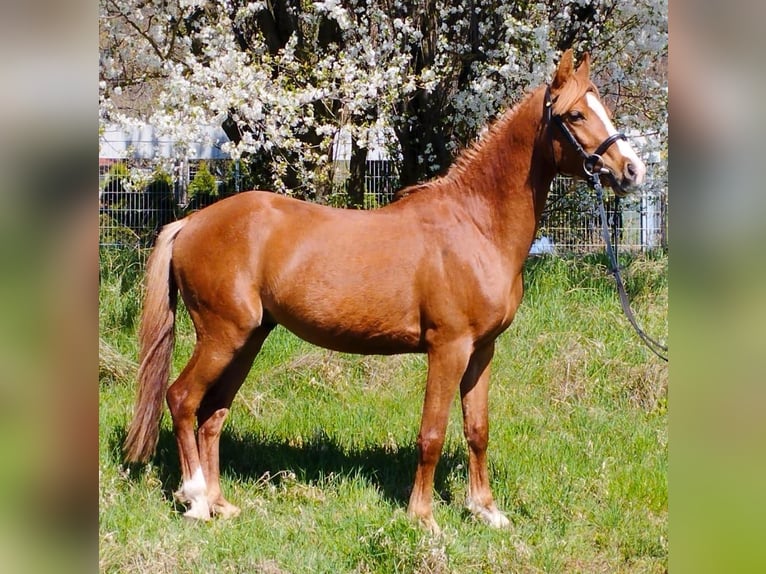 Poni alemán Mestizo Caballo castrado 3 años 140 cm Alazán in Kirchworbis