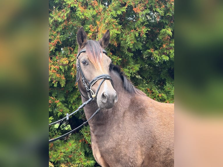 Poni alemán Caballo castrado 3 años 140 cm Bayo in Ilmenau