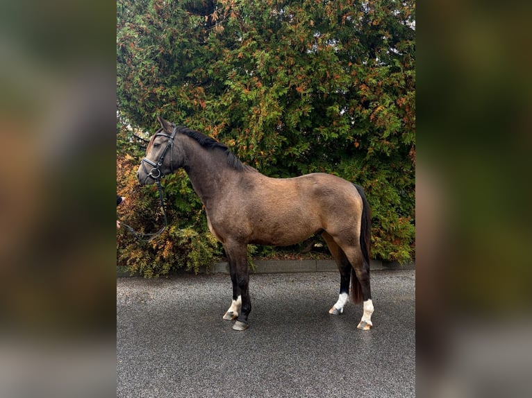 Poni alemán Caballo castrado 3 años 140 cm Bayo in Ilmenau