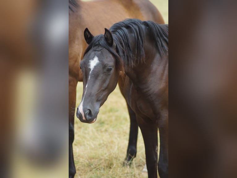 Poni alemán Caballo castrado 3 años 140 cm Negro in Neuenkirchen-Vörden
