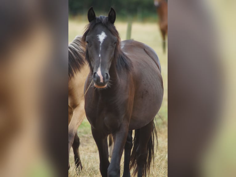 Poni alemán Caballo castrado 3 años 140 cm Negro in Neuenkirchen-Vörden