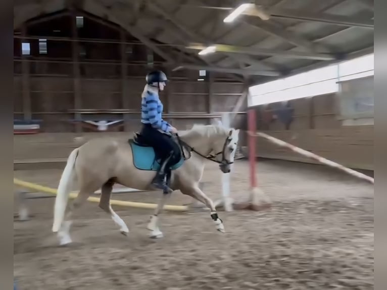 Poni alemán Caballo castrado 3 años 140 cm Palomino in Zarpen