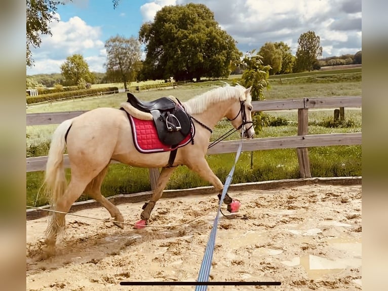 Poni alemán Caballo castrado 3 años 140 cm Palomino in MöhneseeMöhnesee