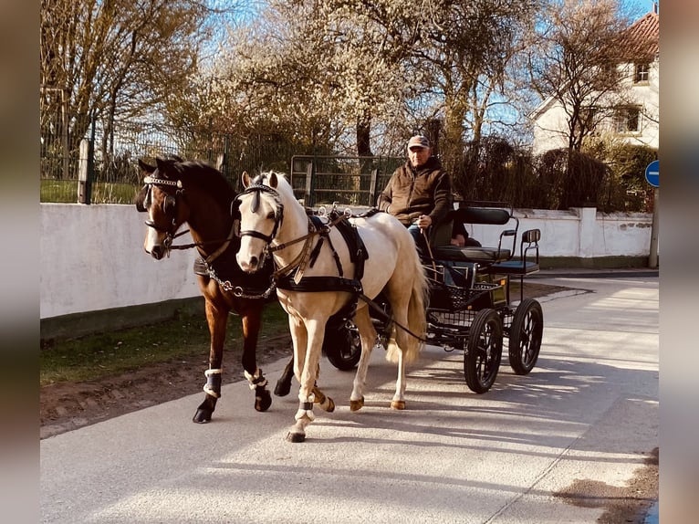 Poni alemán Caballo castrado 3 años 140 cm Palomino in MöhneseeMöhnesee