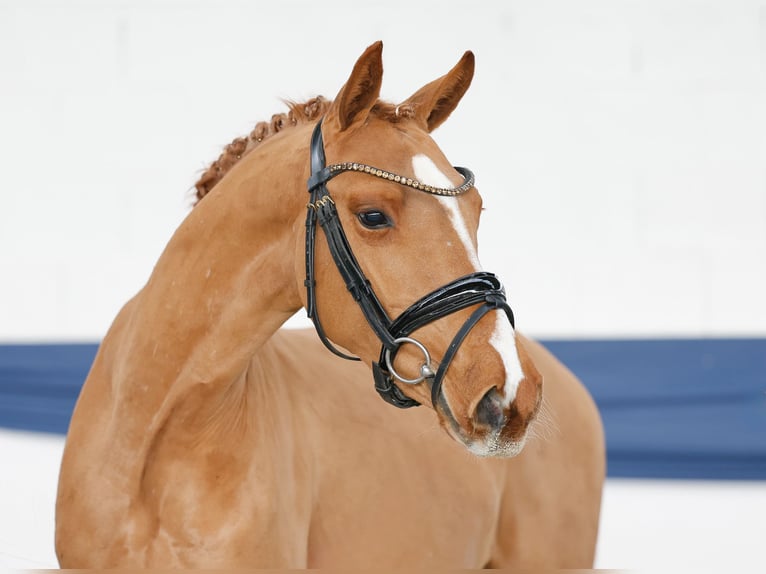 Poni alemán Caballo castrado 3 años 141 cm Alazán in Marsberg