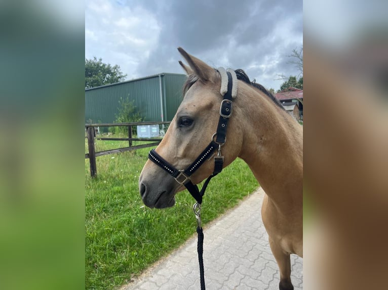 Poni alemán Caballo castrado 3 años 141 cm Bayo in Isernhagen