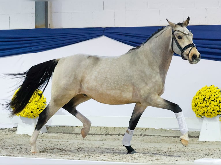 Poni alemán Caballo castrado 3 años 141 cm Bayo in Marsberg