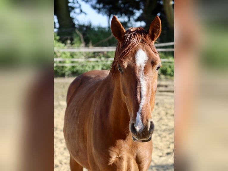 Poni alemán Caballo castrado 3 años 142 cm Alazán in Nottuln