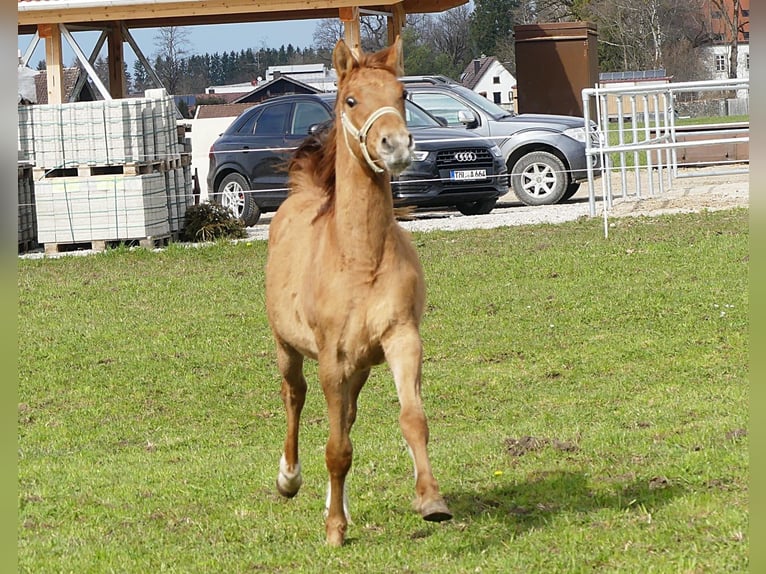 Poni alemán Caballo castrado 3 años 142 cm Alazán in Au in der Hallertau