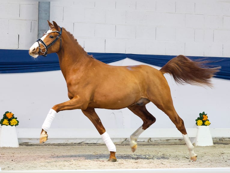 Poni alemán Caballo castrado 3 años 143 cm Alazán in Marsberg