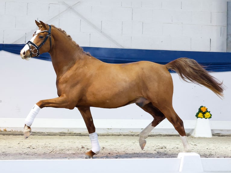Poni alemán Caballo castrado 3 años 143 cm Alazán in Marsberg