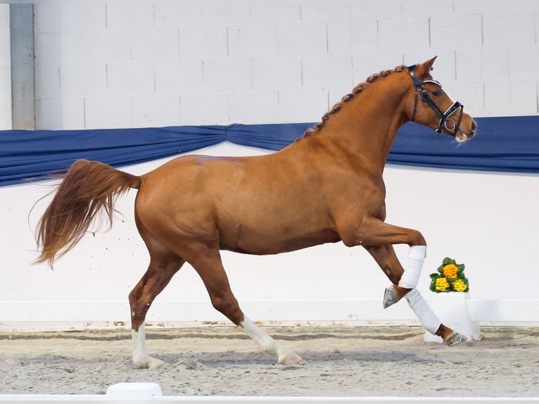 Poni alemán Caballo castrado 3 años 143 cm Alazán in Marsberg