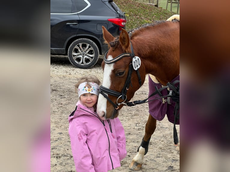 Poni alemán Caballo castrado 3 años 143 cm Alazán-tostado in Auenwald