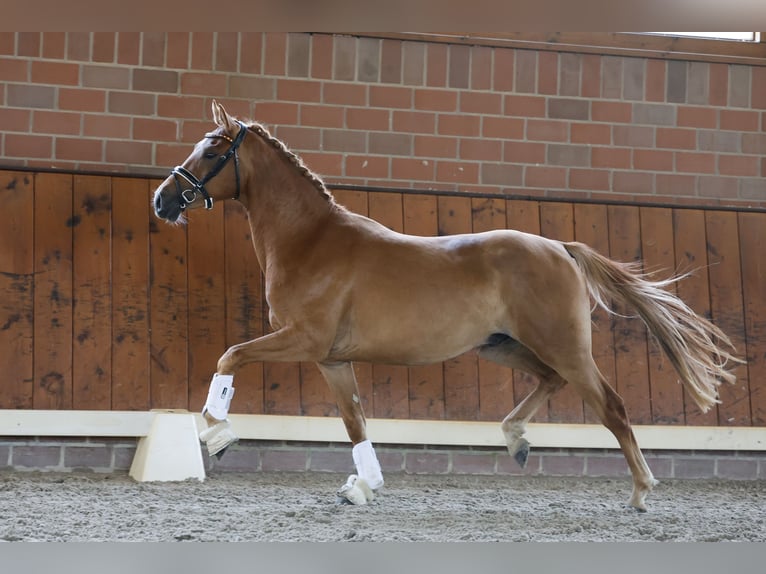 Poni alemán Caballo castrado 3 años 143 cm Bayo in Cappeln