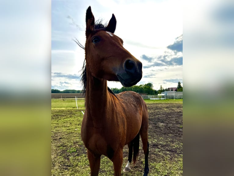 Poni alemán Caballo castrado 3 años 143 cm Castaño rojizo in Schloßvippach