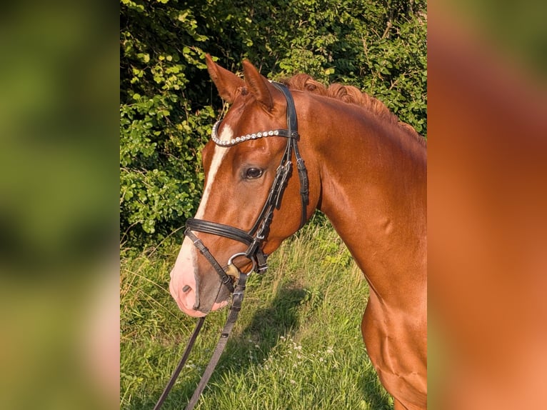 Poni alemán Caballo castrado 3 años 144 cm Alazán in Plech