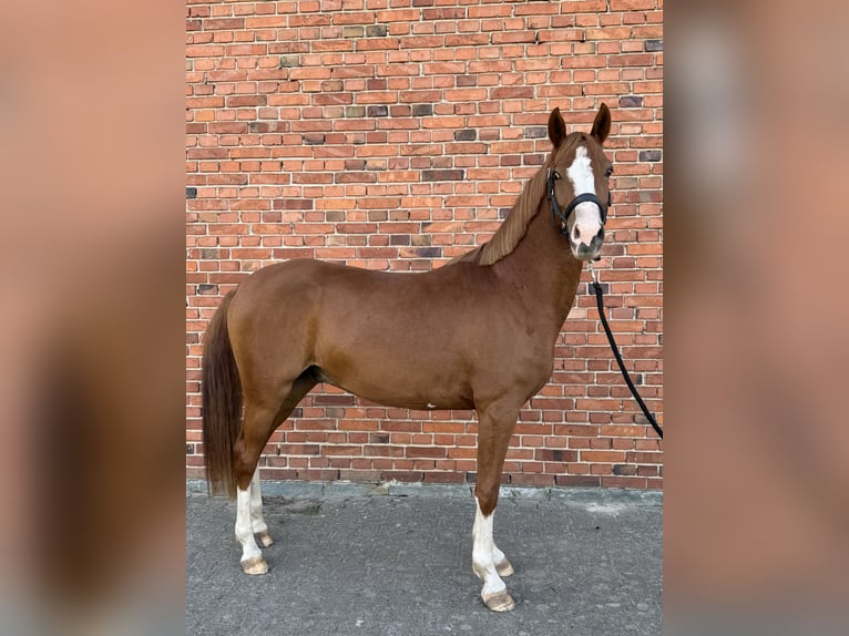 Poni alemán Caballo castrado 3 años 144 cm Alazán in Rietberg